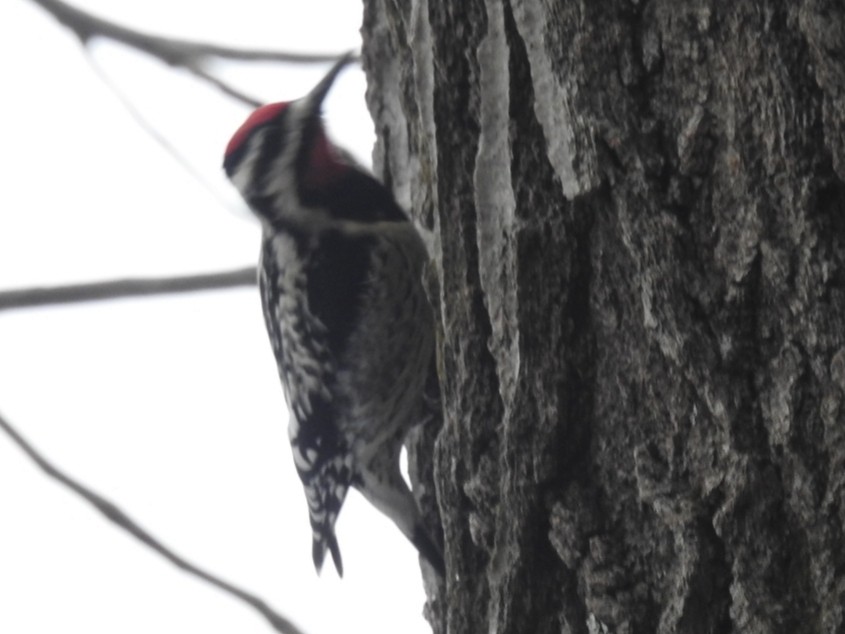 Yellow-bellied Sapsucker - ML423057231