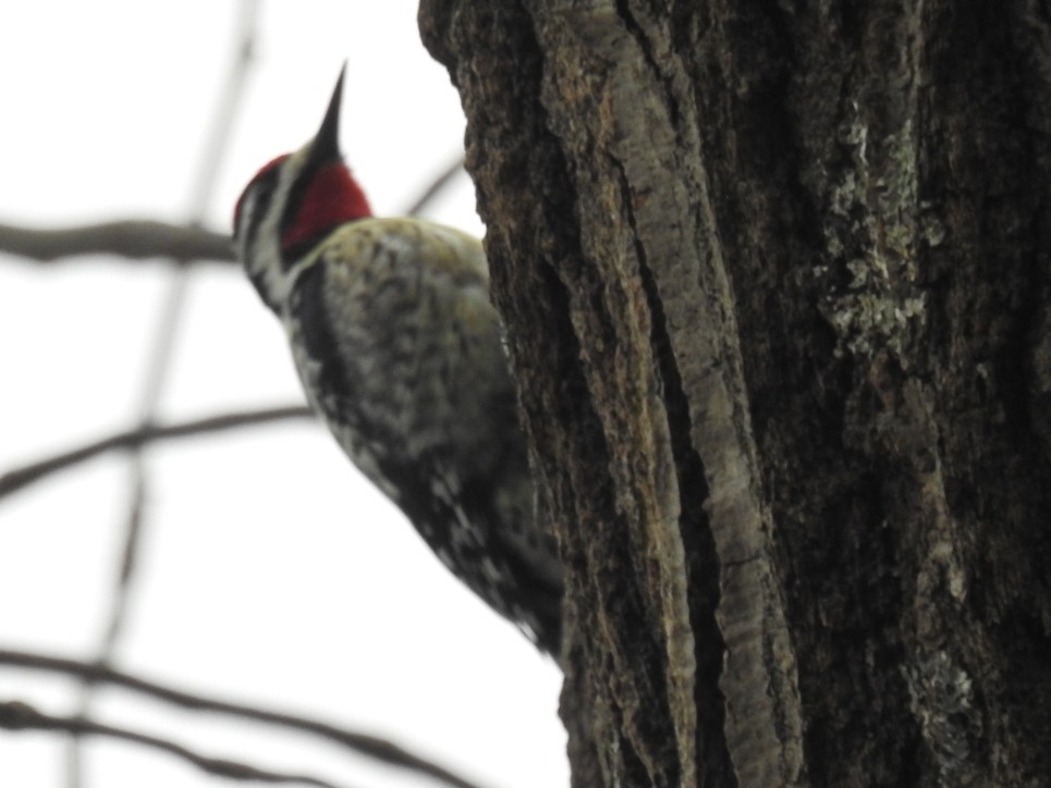 Yellow-bellied Sapsucker - ML423057241