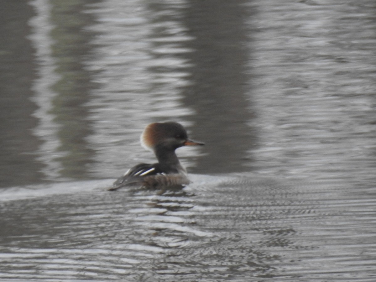 Hooded Merganser - ML423057321