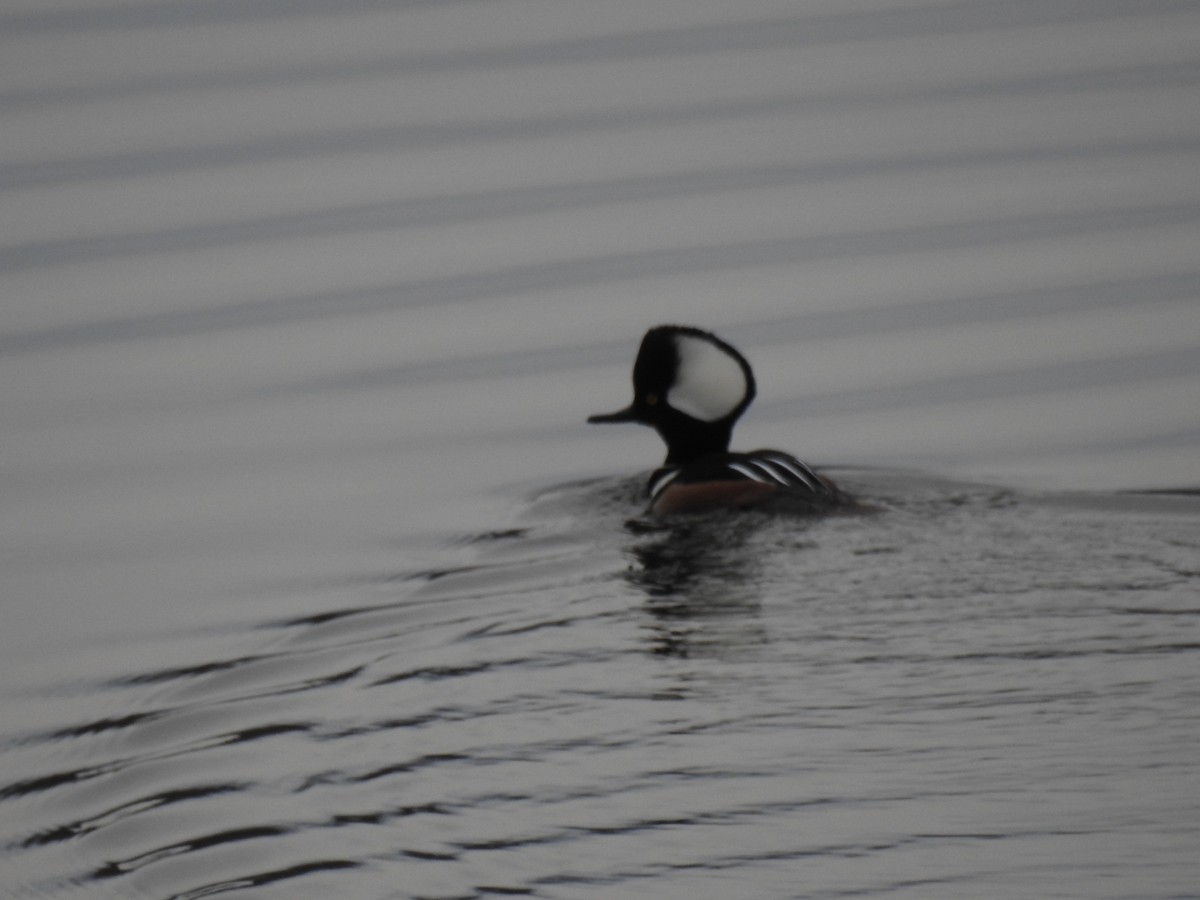 Hooded Merganser - ML423057331