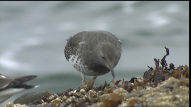 brottsnipe - ML423058