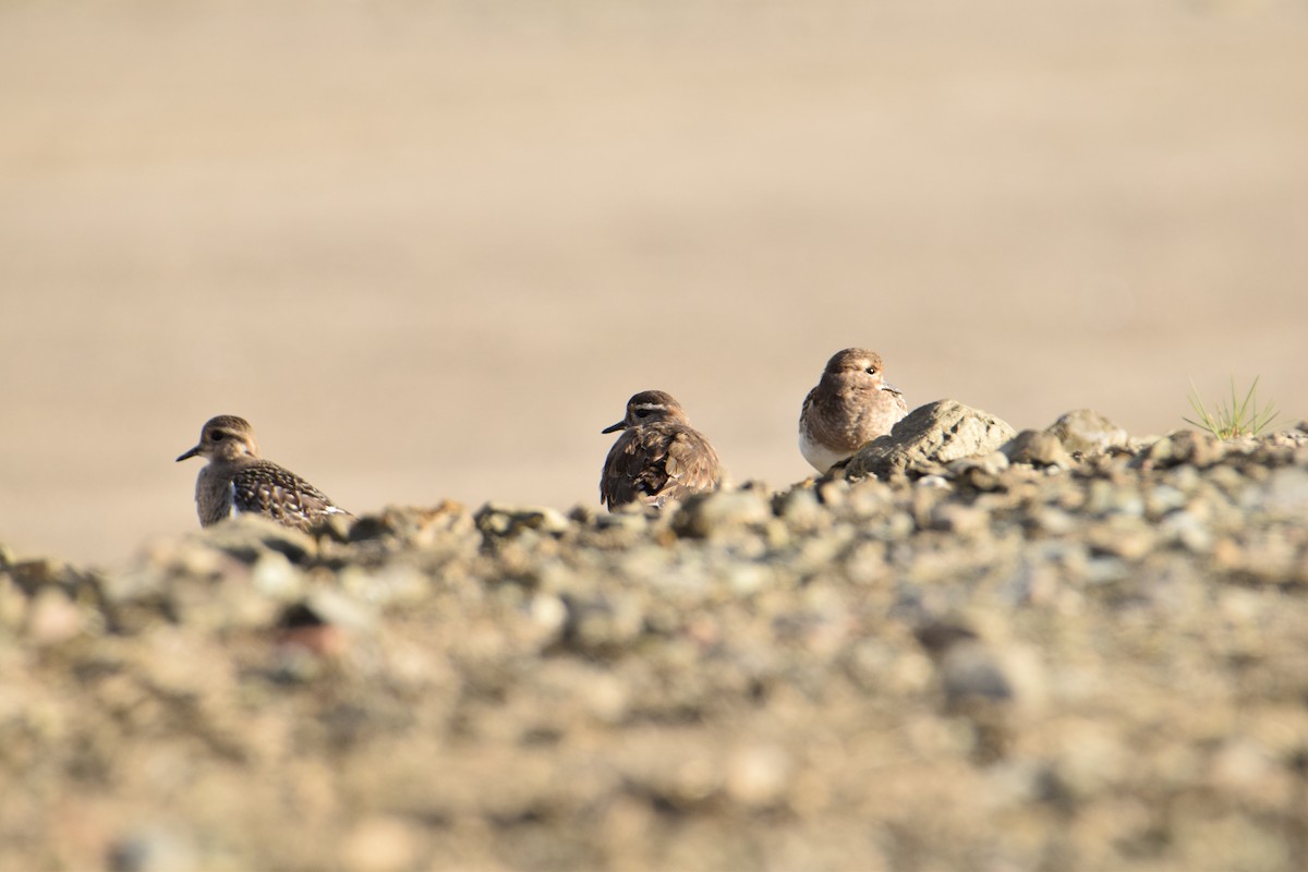 Rufous-chested Dotterel - ML423058121