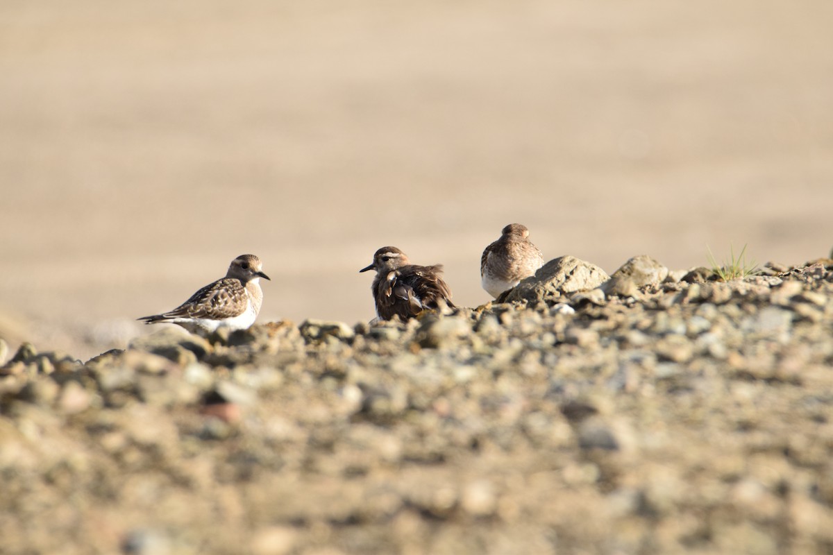 Rufous-chested Dotterel - ML423058181