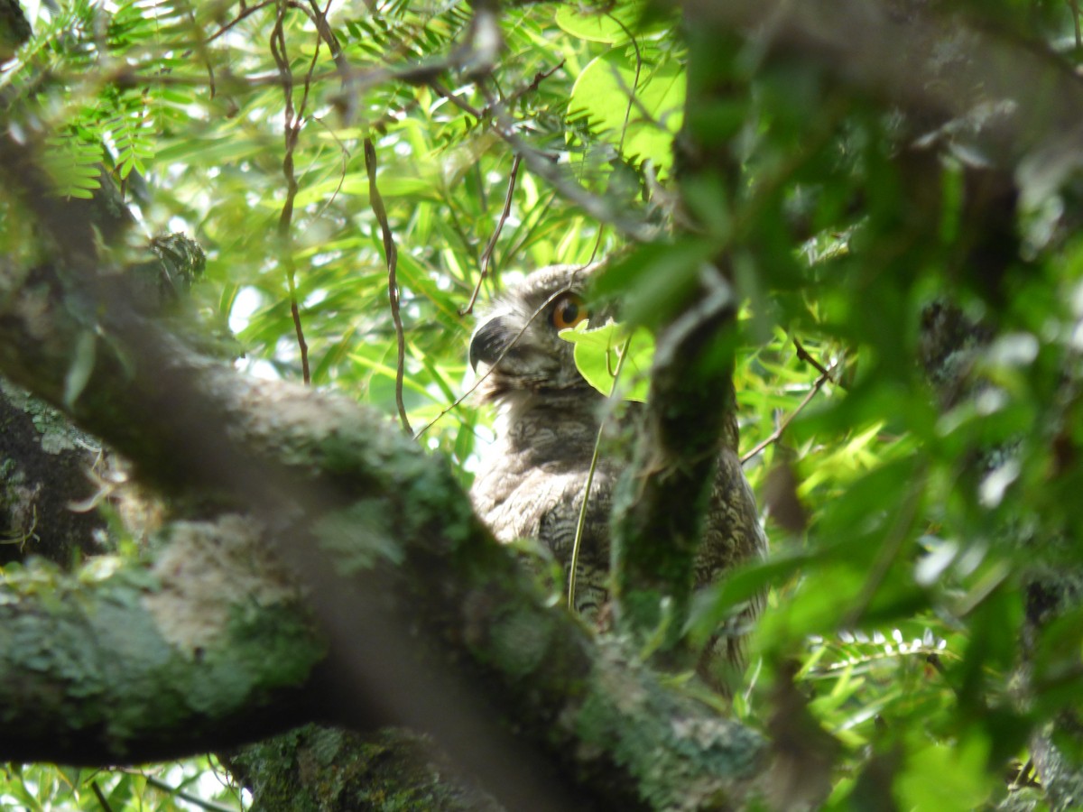 Great Horned Owl - ML423058371