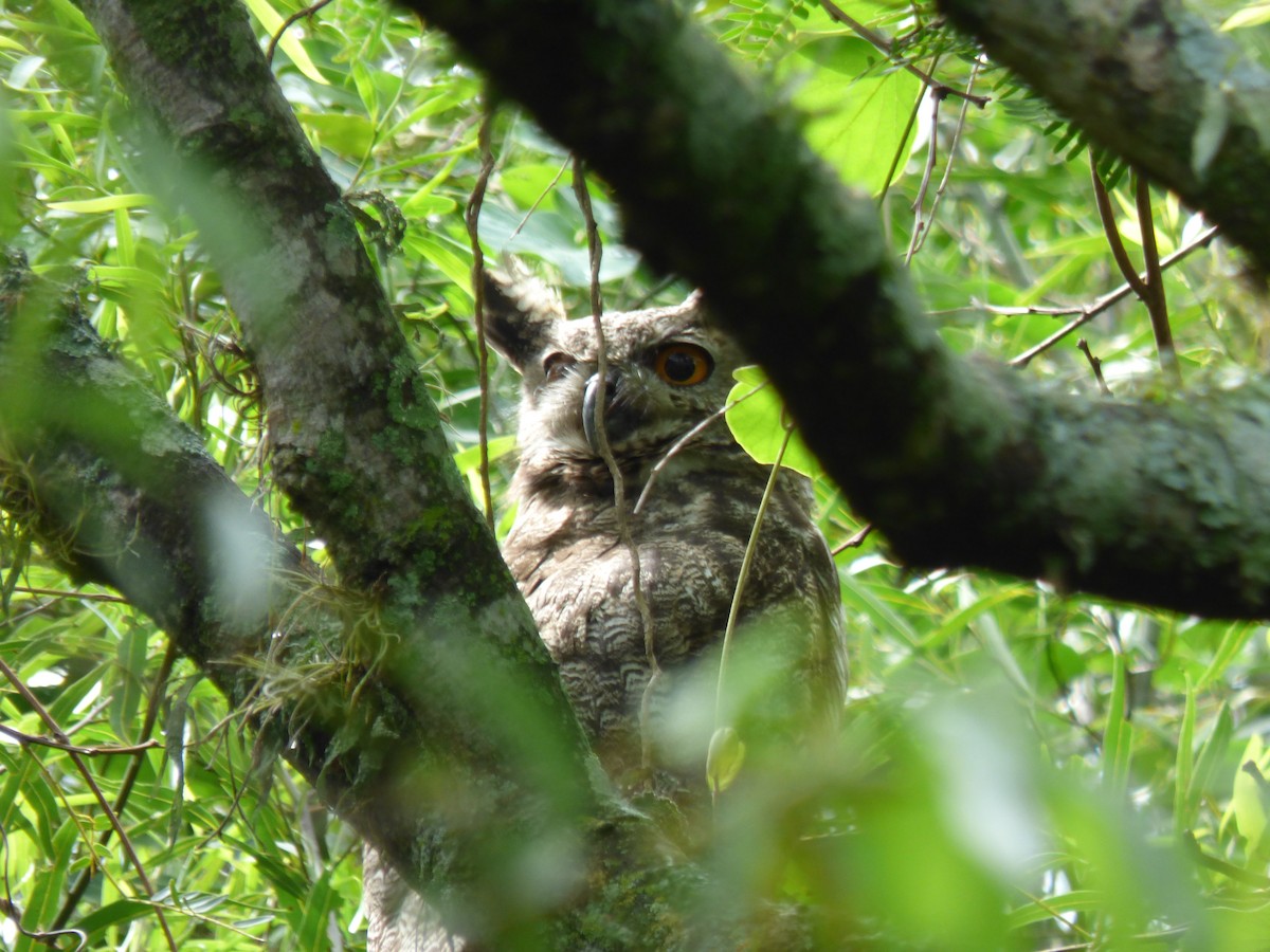 Great Horned Owl - ML423058401