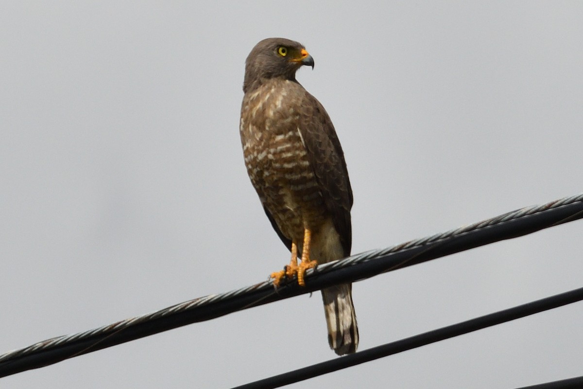 Roadside Hawk - John Doty