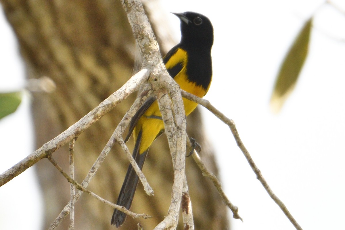 Black-cowled Oriole - ML423058591