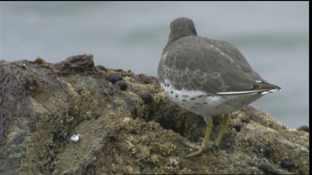 brottsnipe - ML423059