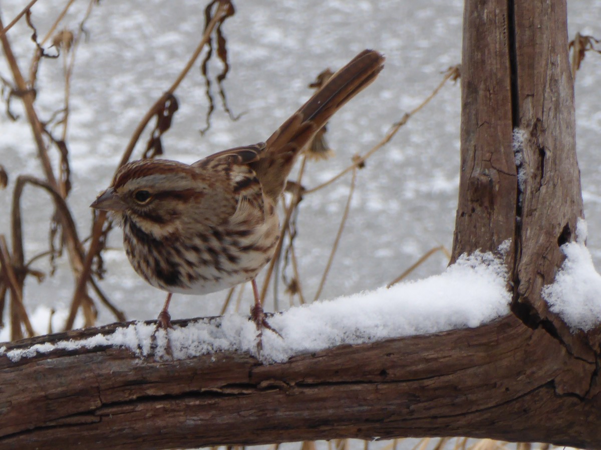 Song Sparrow - M. Jordan