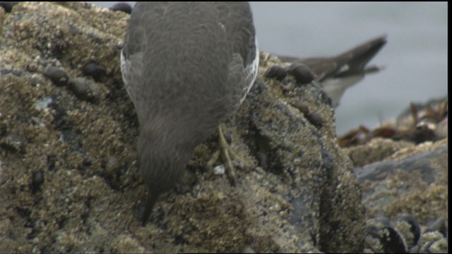 brottsnipe - ML423060