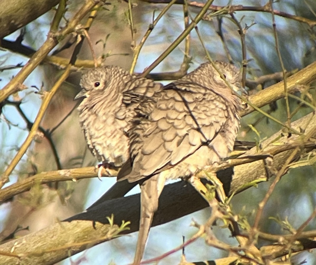 Inca Dove - Tim Rodenkirk