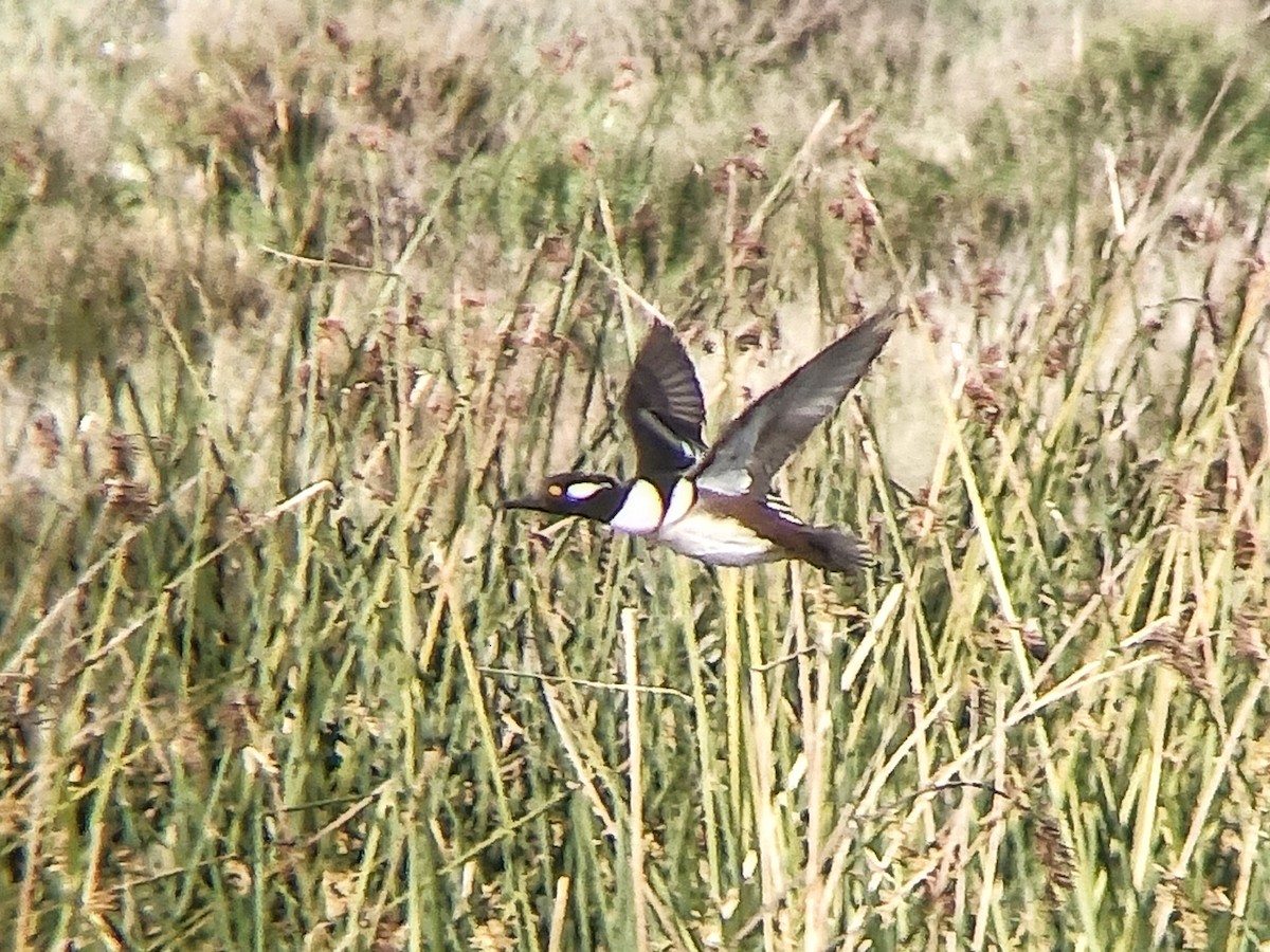 Hooded Merganser - ML423061141