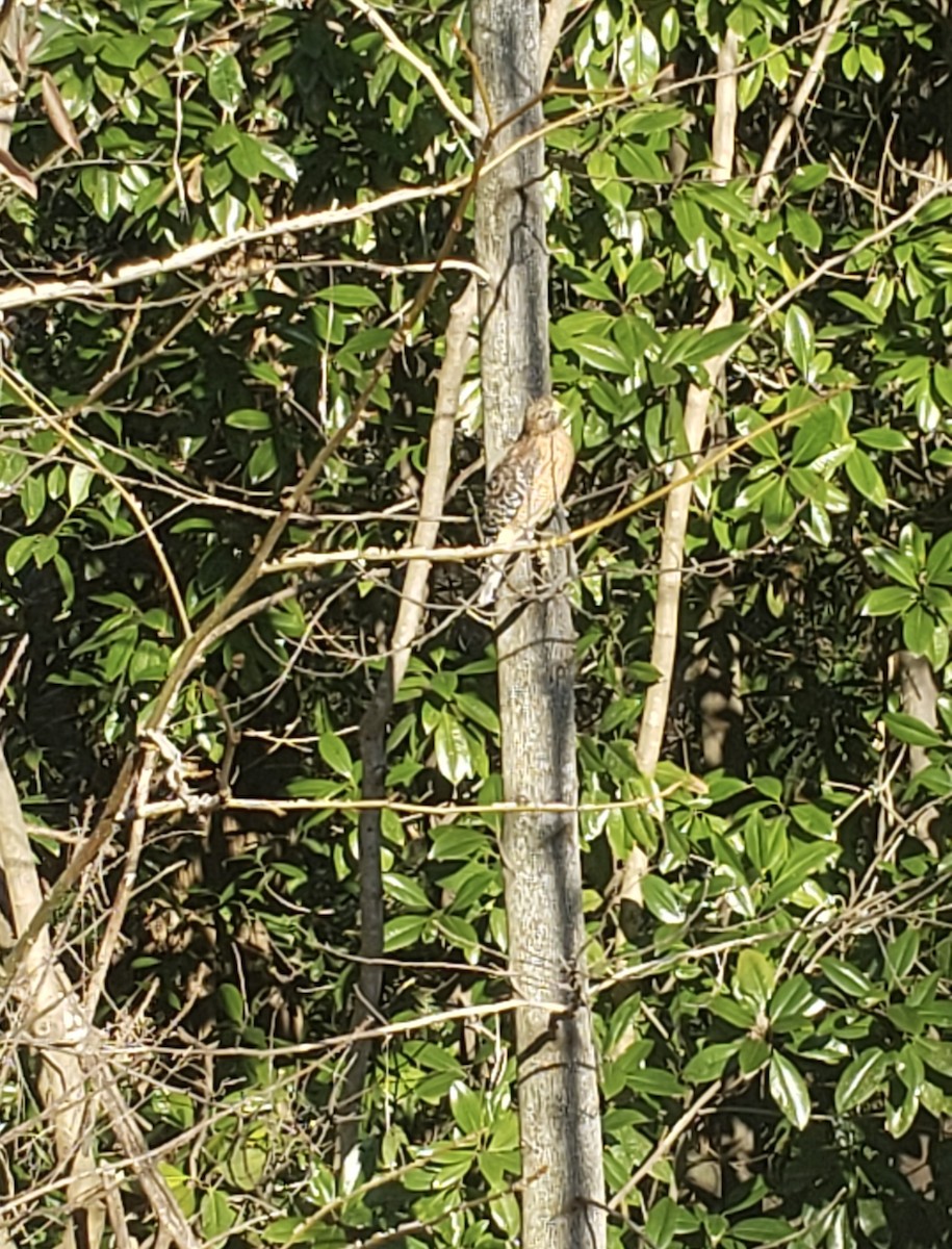 Red-shouldered Hawk - ML423061561