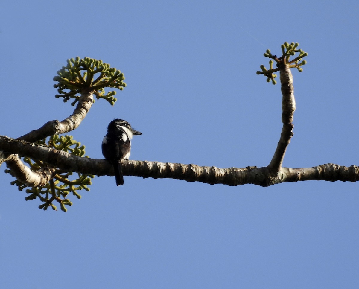 Pied Puffbird (Lesser) - Alfonso Rodrigo