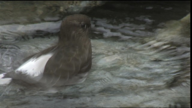 Black Turnstone - ML423062