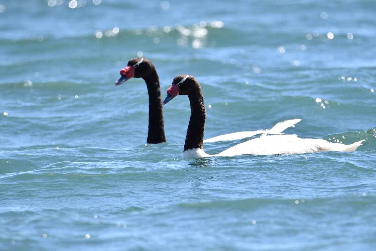 Black-necked Swan - ML423062561