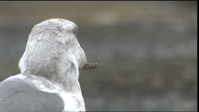 Western x Glaucous-winged Gull (hybrid) - ML423063