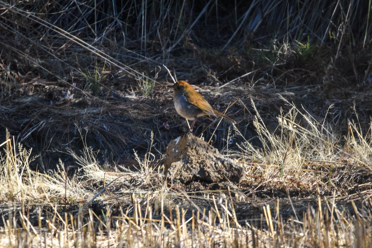 Braunkopf-Musendrossel - ML423063091