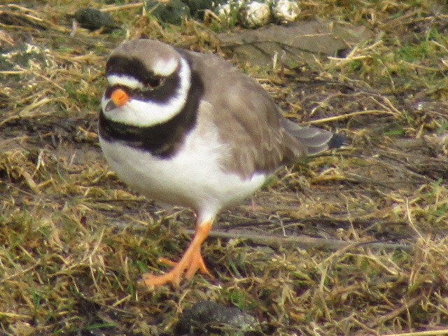 Хүзүүвчит хиазат - ML423063431