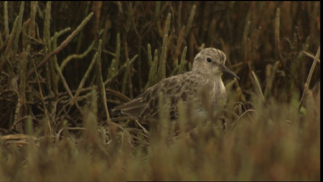 Semipalmated Sandpiper - ML423064