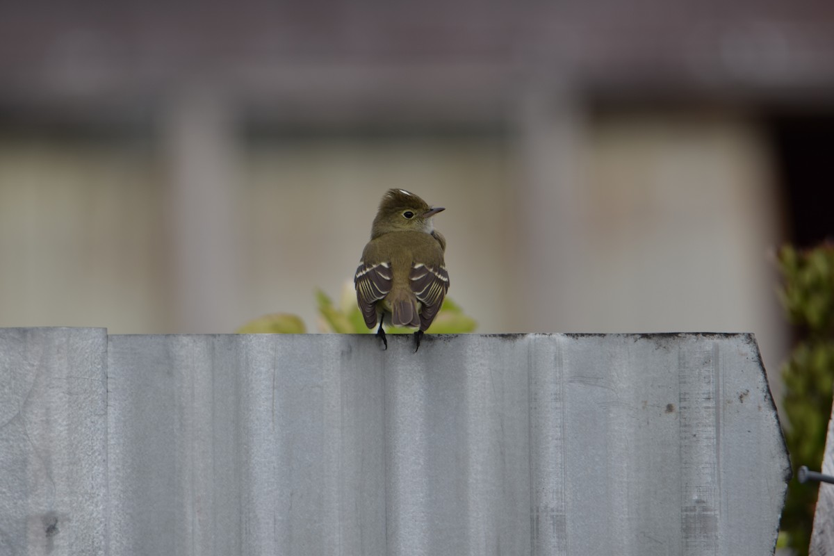 White-crested Elaenia - ML423064161