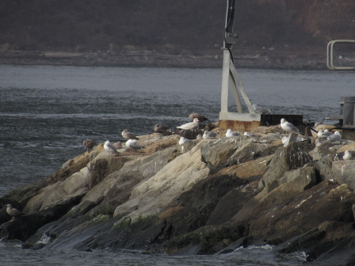 Glaucous Gull - ML423064241