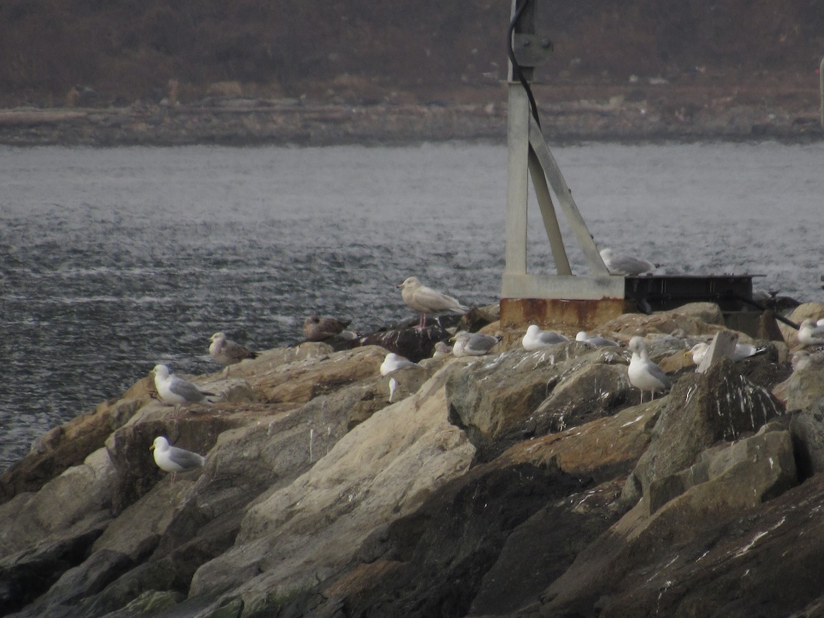 Glaucous Gull - ML423064271