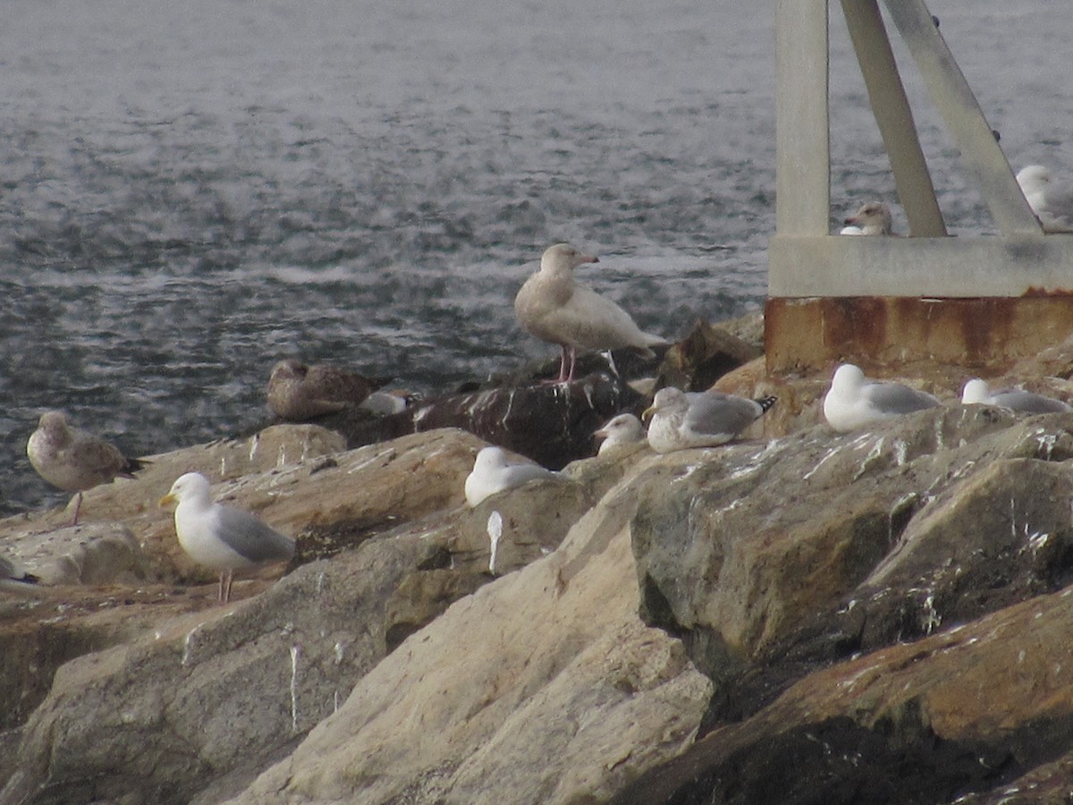 Glaucous Gull - ML423064281