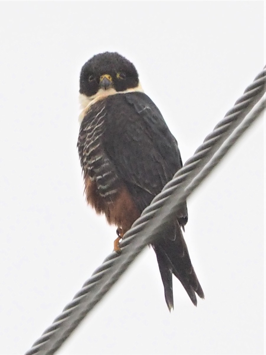 Bat Falcon - ML423064291