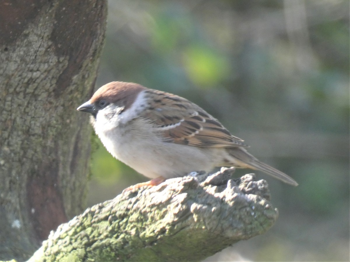 Eurasian Tree Sparrow - ML423065781