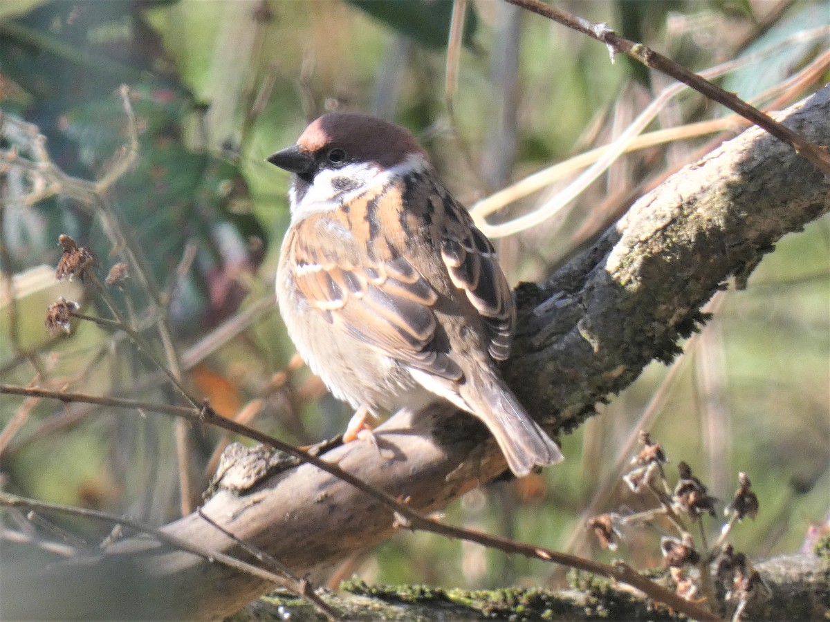 Eurasian Tree Sparrow - ML423065801