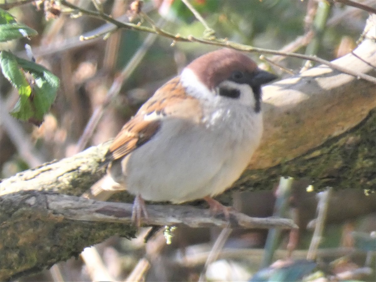 Eurasian Tree Sparrow - ML423065821