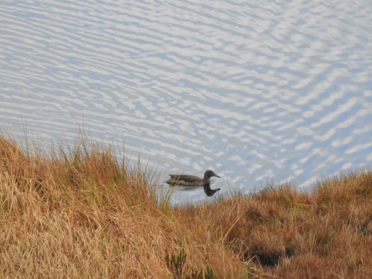 Andean Teal - ML423066811