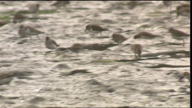 Calidris sp. - ML423068