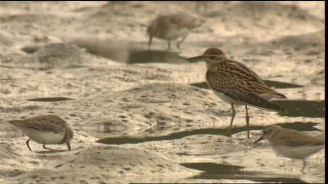 Sharp-tailed Sandpiper - ML423069