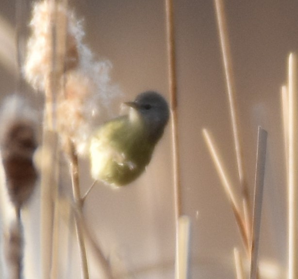 Orange-crowned Warbler - Laura W