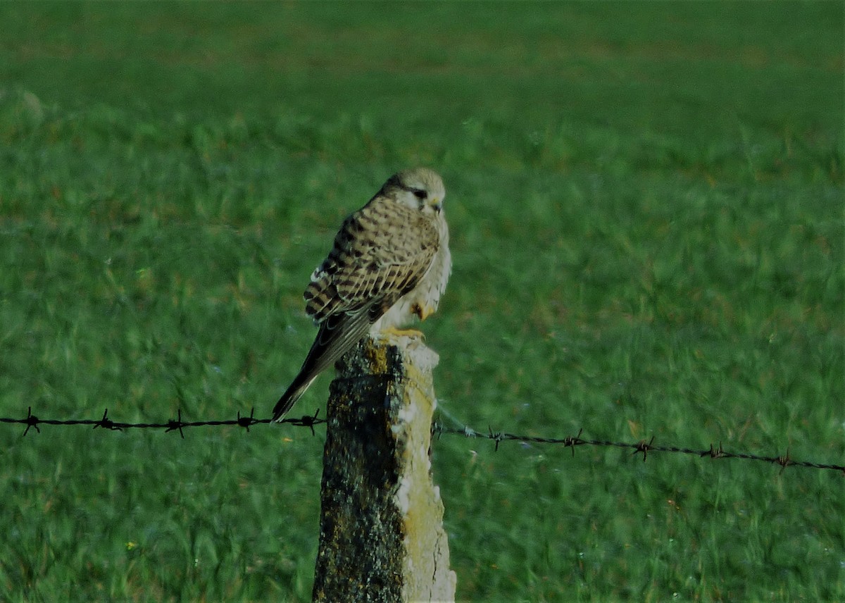 poštolka jižní - ML423069901