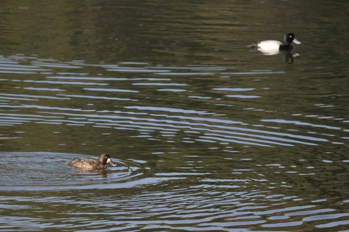 Greater Scaup - ML42306991