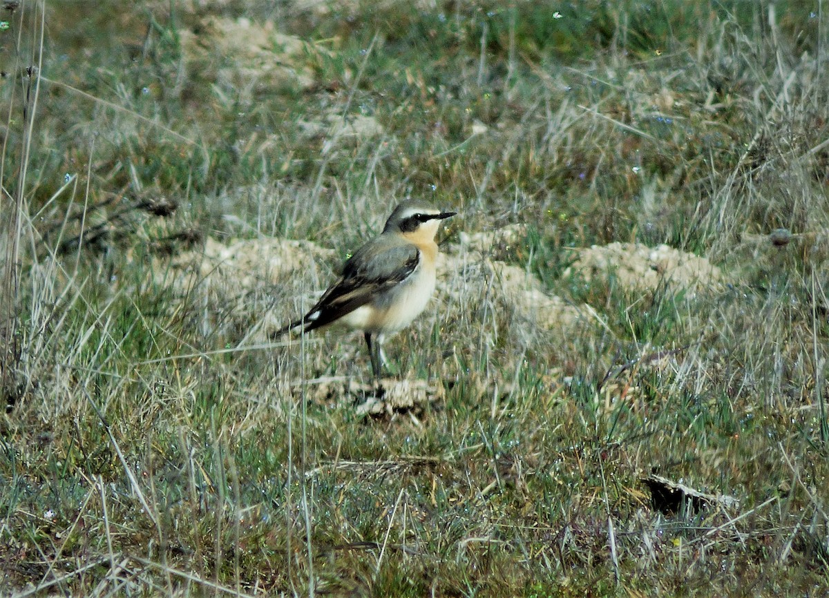 bělořit šedý - ML423070141