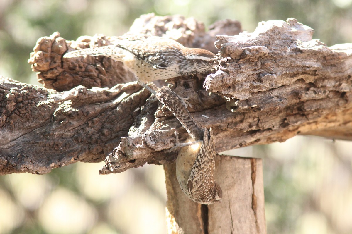 Cactus Wren - Jim Parker