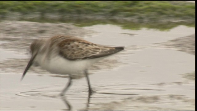 Western Sandpiper - ML423071