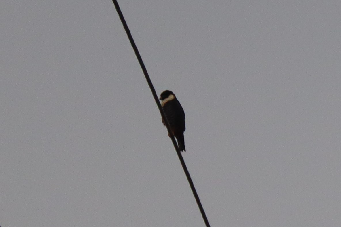 Bat Falcon - ML423071901