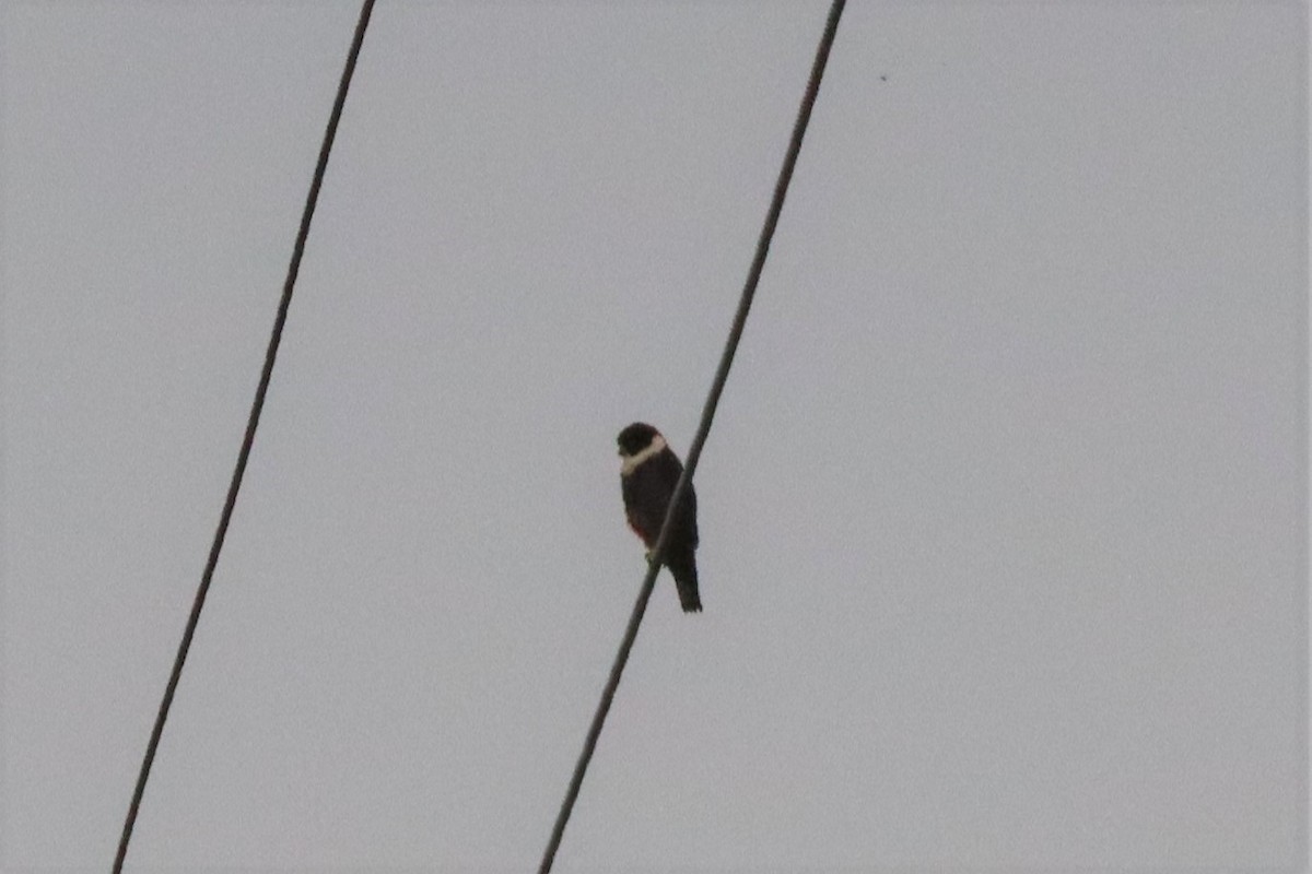 Bat Falcon - ML423071911