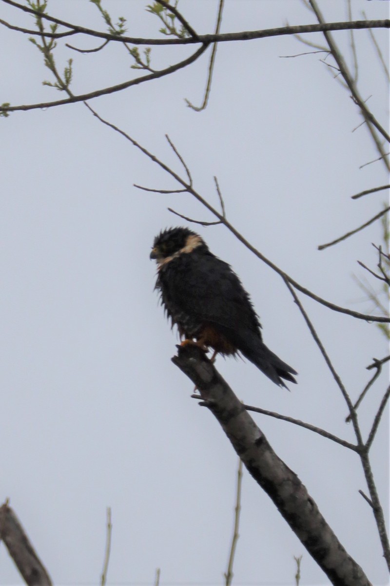 Bat Falcon - ML423071921