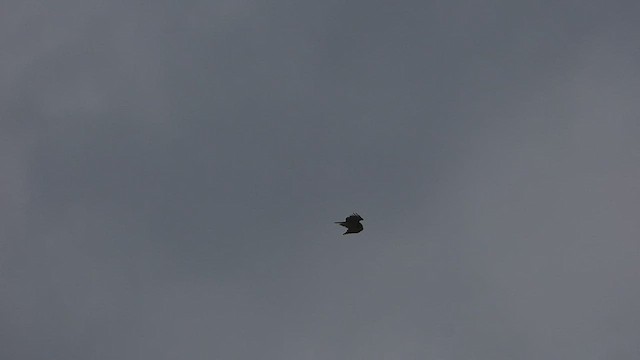 orlík krátkoprstý - ML423072931