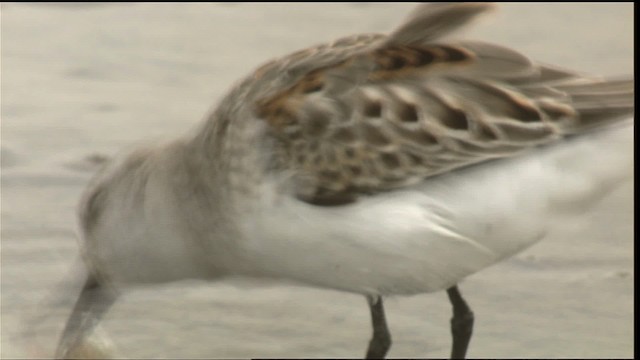 Western Sandpiper - ML423074