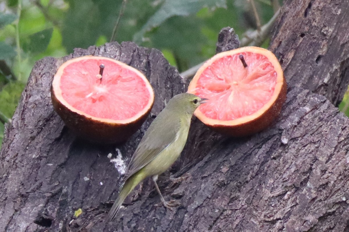 Orange-crowned Warbler - ML423074991