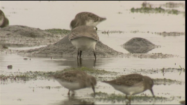 Dunlin - ML423075