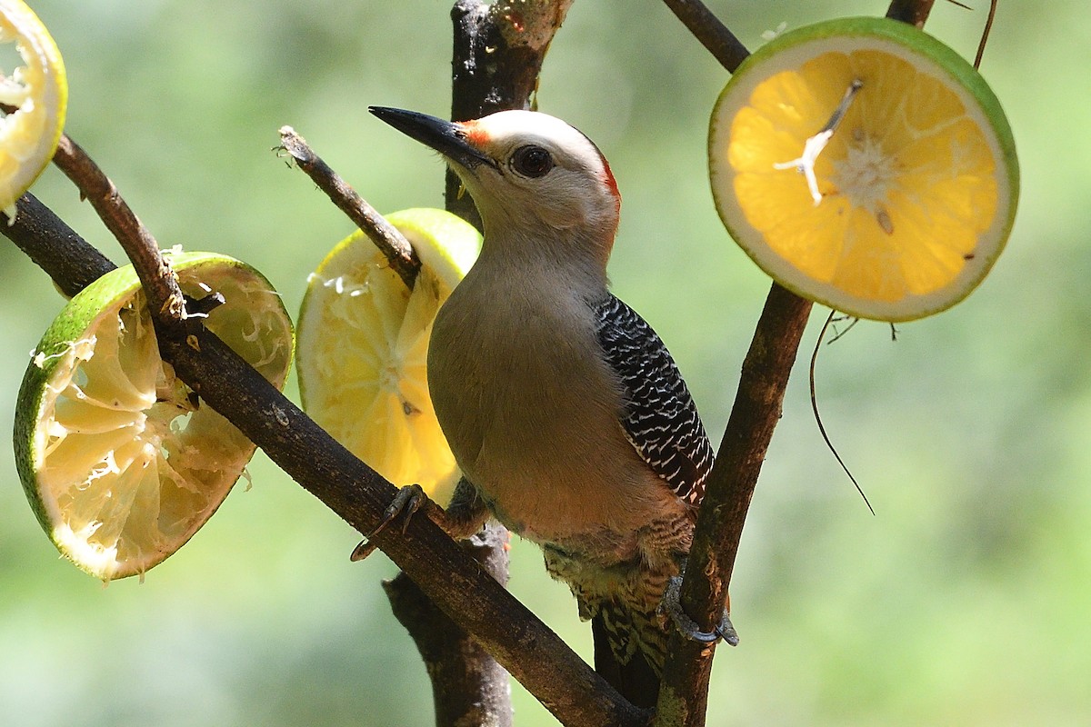 Golden-fronted Woodpecker - ML423075941