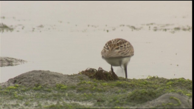 Western Sandpiper - ML423076